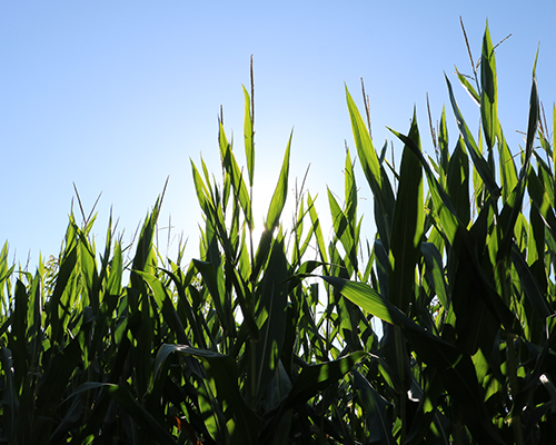 Agriculture Agriculture