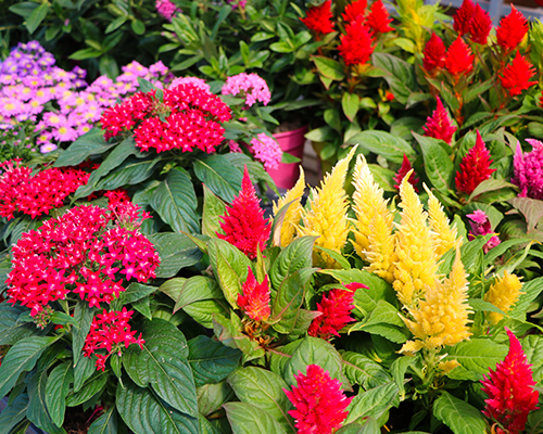 Jardinerie Jardinerie